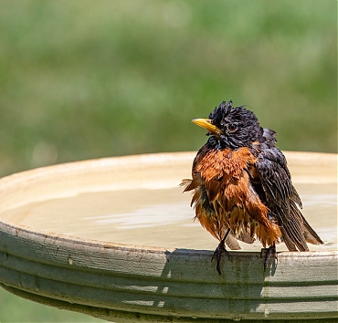 - Örömteli látvány, ahogyan a kis madarak boldogan fürdőznek az erre a célra kihelyezett nagyobb tálakban, itatókban.